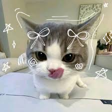 A cute cat